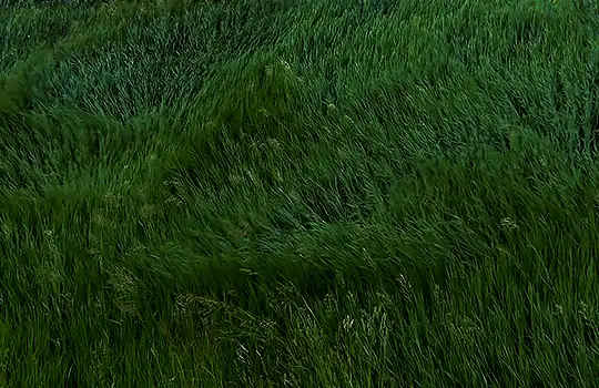 Wind moving through long green grass
