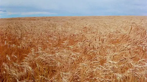 Wind moving across a field of wheat under a blue sky